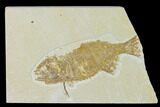 Bargain Phareodus Fish Fossil - Uncommon Species - Green River #138699-1